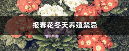 报春花冬天养殖禁忌