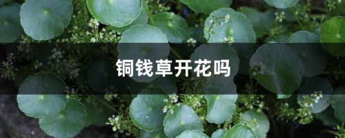 铜钱草开花吗