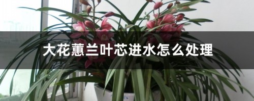 大花蕙兰叶芯进水怎么处理