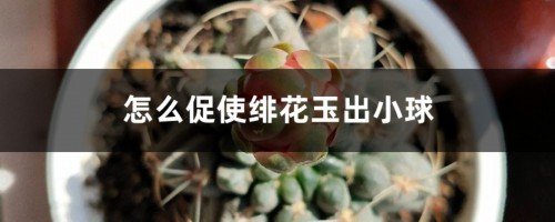 怎么促使绯花玉出小球