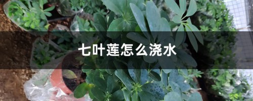 七叶莲怎么浇水