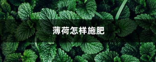 薄荷怎样施肥