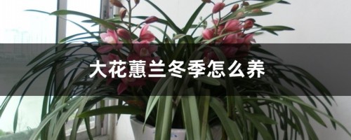 大花蕙兰冬季这样护理，叶肥花美！