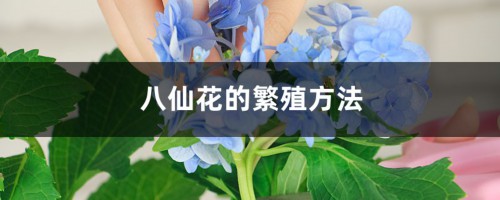 八仙花的繁殖方法