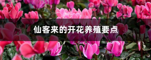 仙客来的开花养殖要点