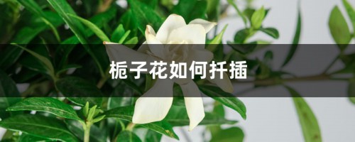 栀子花如何扦插