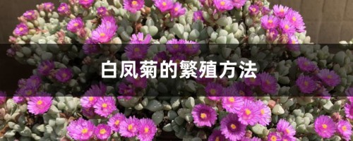 白凤菊的繁殖方法