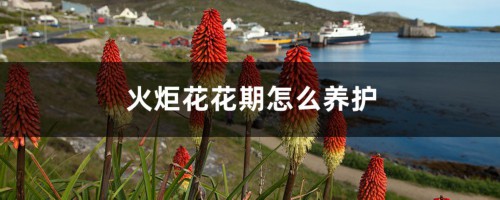 火炬花花期怎么养护