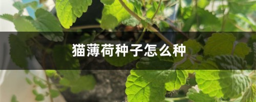 猫薄荷种子怎么种