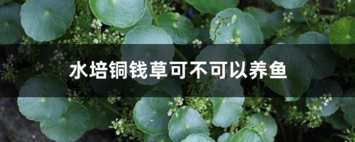 水培铜钱草可不可以养鱼