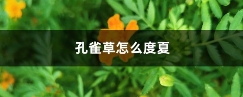 孔雀草怎么度夏