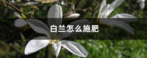 白兰怎么施肥