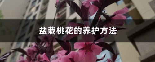 盆栽桃花的养护方法