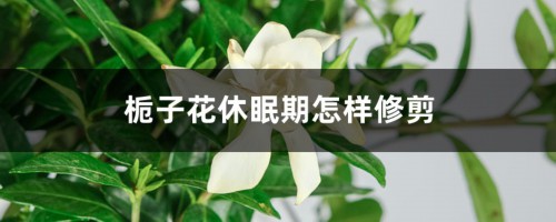 栀子花休眠期怎样修剪