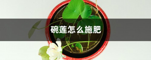 碗莲怎么施肥