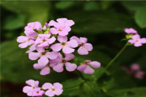 蓝香芥的花语和文化寓意