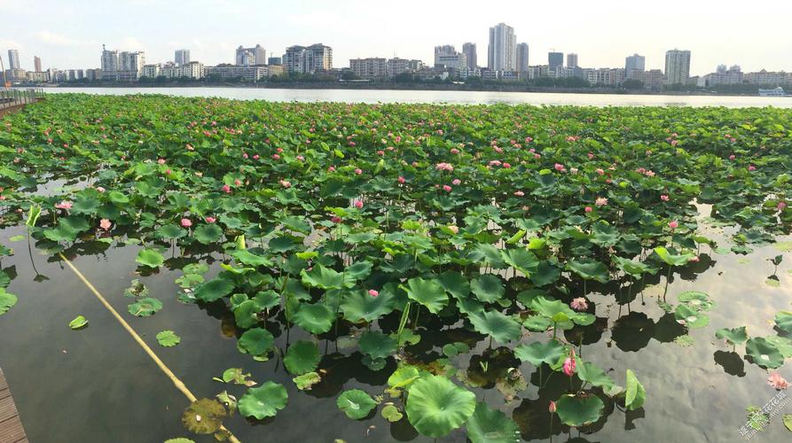 遂宁植物